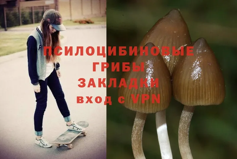 Псилоцибиновые грибы Psilocybine cubensis  блэк спрут   Вольск  цены  